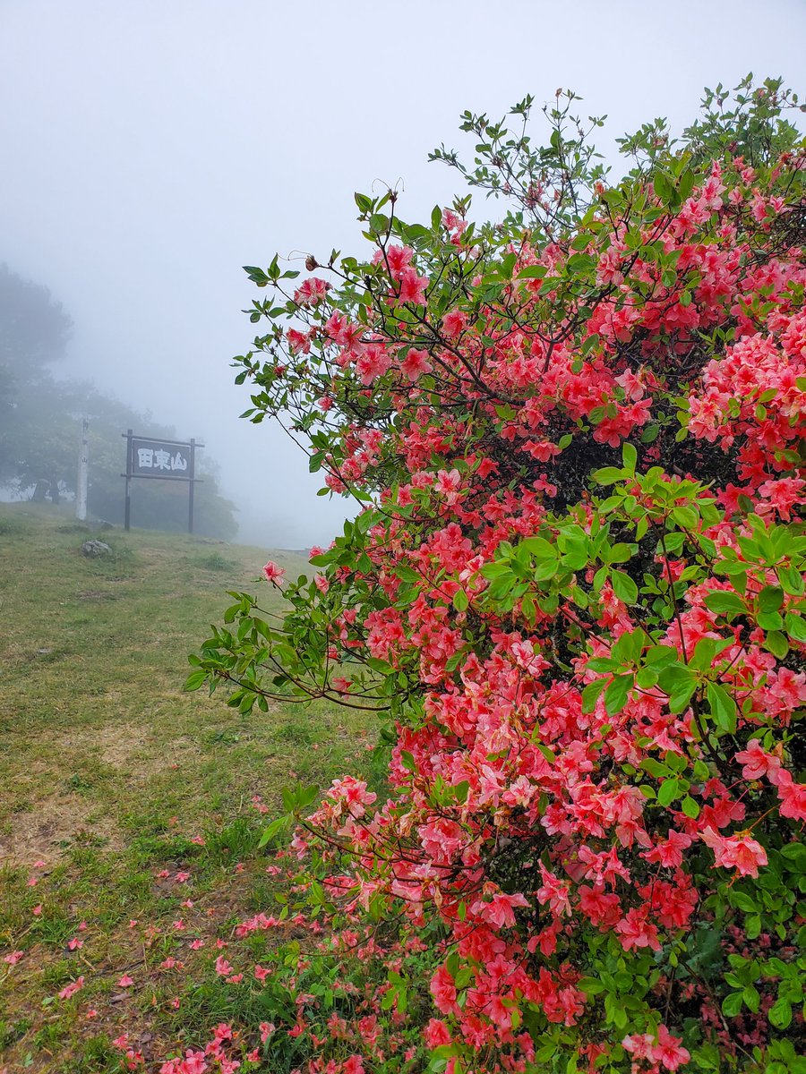 esorablog's tweet photo. 田束山つつじ園（宮城県）

見頃過ぎだったけど、遅咲きつつじは楽しめた

20260522 https://t.co/qDnmdaSx3o