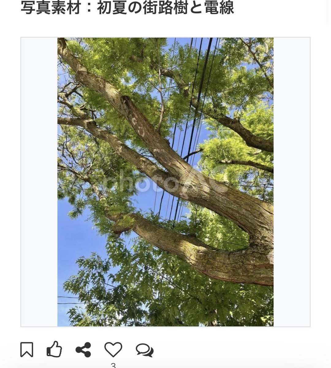 aganokamiart's tweet photo. 初夏の街路樹と電線の画像素材をダウンロードしてくださったかたー！ありがとうございます！
#写真AC 
https://t.co/z0BUnAwxws https://t.co/Gz4AybcwWs