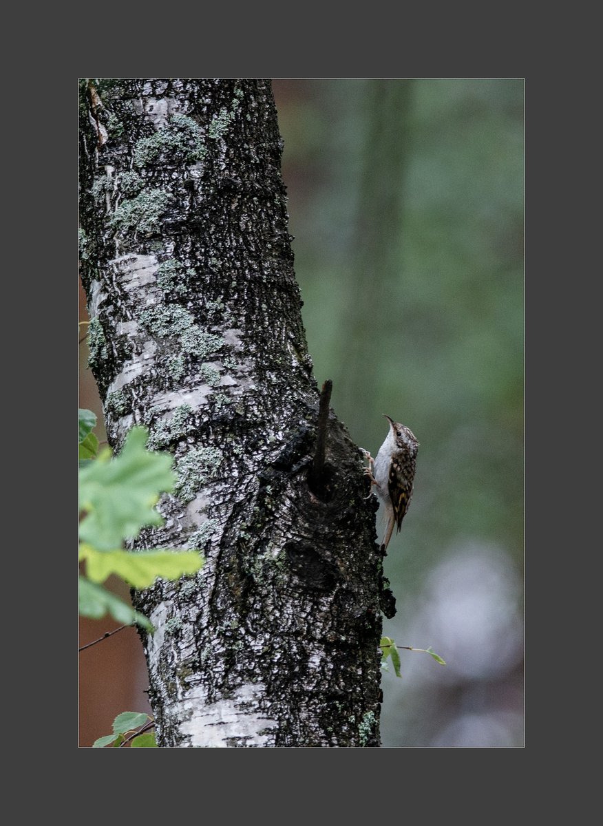AdamPaczkowski_'s tweet photo. #Summer #lasy #lato #light #NaturePhotography #wildlifephotography #forest #自然 #nature #photography #fotografia #puszcza #July #Poland https://t.co/mrrOq4jiaW