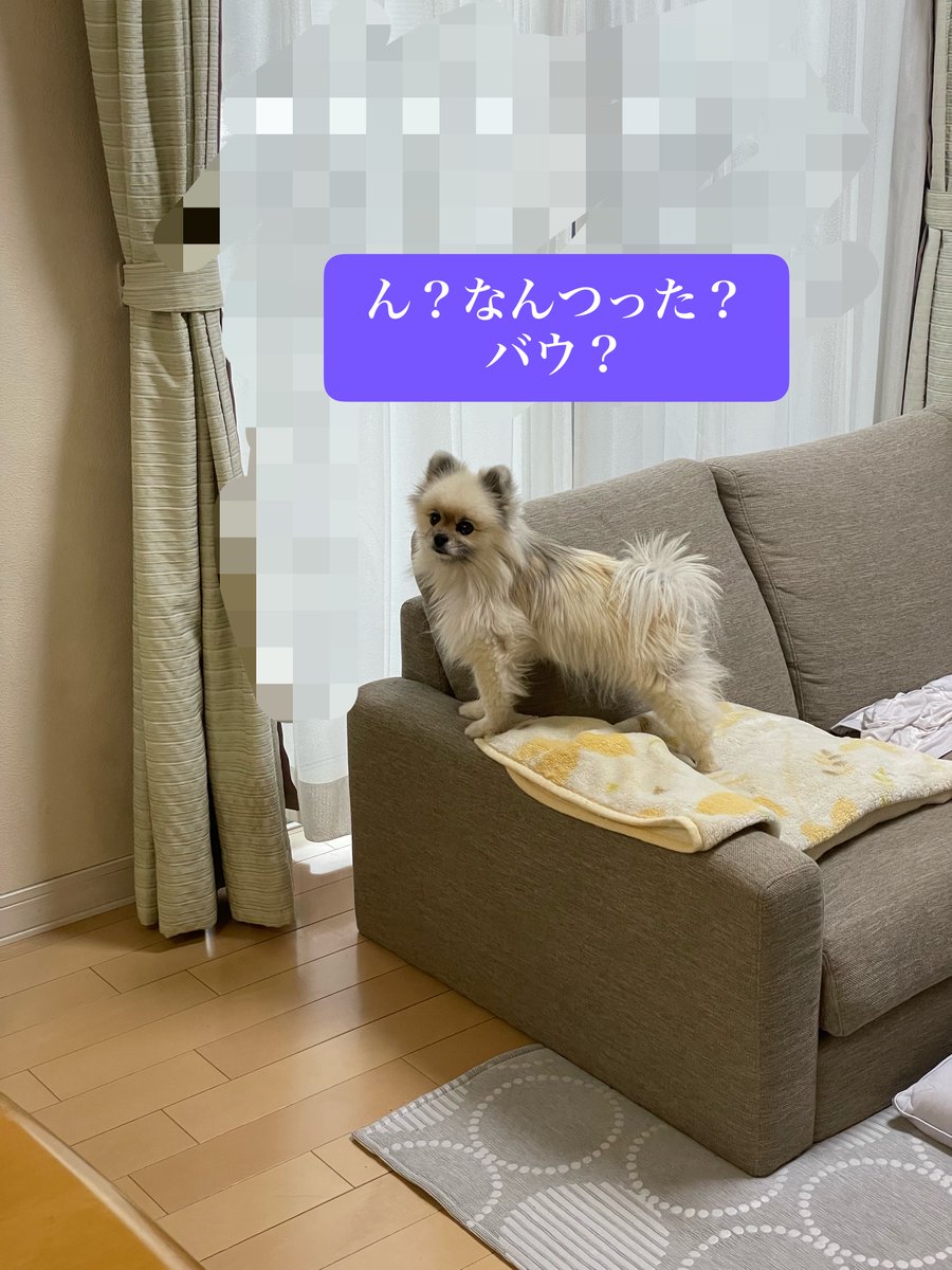 mry_o_o's tweet photo. X開くと超有力情報が一瞬表示されてすぐ消えるヤツ！

犬が無駄吠えしたら『バウ！』と言うとすぐやめるって、誰だか知らないけど一瞬だけ表示されて教えてくれてありがとう！

本当にすぐ吠えるのやめるし、

え？今なんつった？何それ？え？

みたいな顔してくるの超かわいい。 https://t.co/LepwlKMnhR