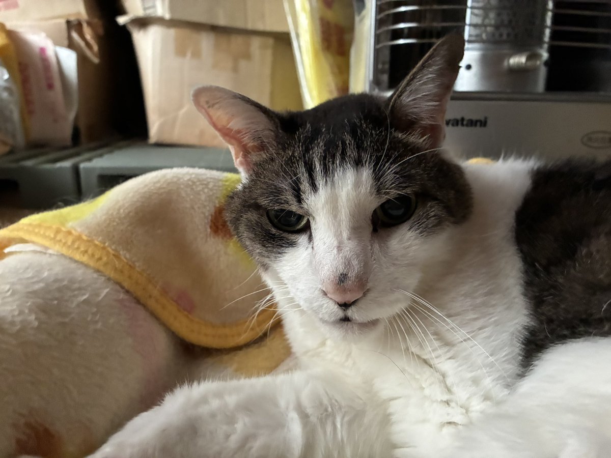 山猫　プロフ確認願います。ページ マルコもアメディオも、山猫庵さんからやって来ました。 大切な我が子
