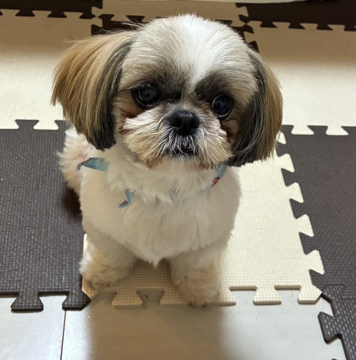 cocochan__lov's tweet photo. こんにちわん🍉❤️ https://t.co/y6Uz39lDm7