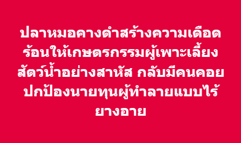 PITV News tweet media