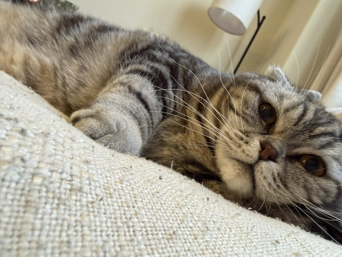 chels ☼。˚ ❀ *·ꕤ。˚❀ *·˚𖦹⋆ฺ ♡ tweet media