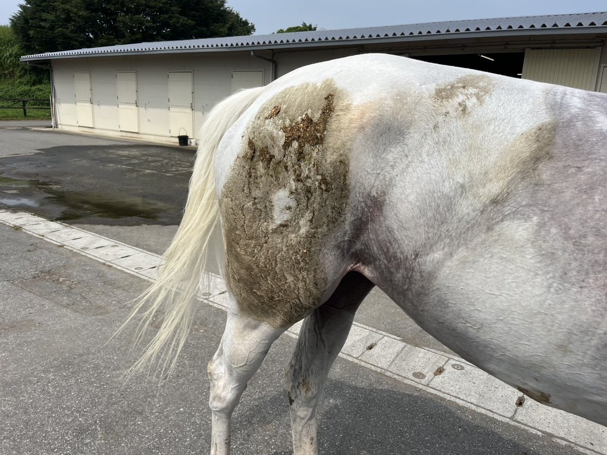 aorakipounam's tweet photo. 🐎馬人の苦労話😥🐴
乗馬だったら大会や乗馬クラブなどでお客様を乗せる前だったり🎠
競走馬だったらレースやパドック
調教撮影など公に皆様の前に出る馬は綺麗な状態で見る事がほとんどだと思いますが、
そこに至るまで実は馬人のきめ細やかな
仕事があってこそなのです‼️😭特に写真の様に白い馬(白毛や芦毛が歳を重ねて白くなったこの写真の子は芦毛です🐴)
なんか自分のう⭕️この上で寝ようものなら目立ってしょうがない💩(白い子はほぼ100%朝厩舎行くと💩付けてます💢)

うちのポウナムも例外ではありませんがこの子は基本綺麗好き⁉️なので💩より泥がお好きな様で・・🥲
皆さんが当たり前に見てるお馬達は馬人によってカッコ良さや可愛さが保たれているのです✨🤩
少し頭の片隅に入れてもらえると馬人は励みになります🙏🫡
特に白い子担当の馬人さんは最大限の
リスペクト対象ですね🙇‍♀️🙇‍♀️
#アオラキファームあるふぁ　#ポウナム
#白毛　#芦毛　#寝転がり大好き
#厩務員の苦労　#寝る好きポウナム