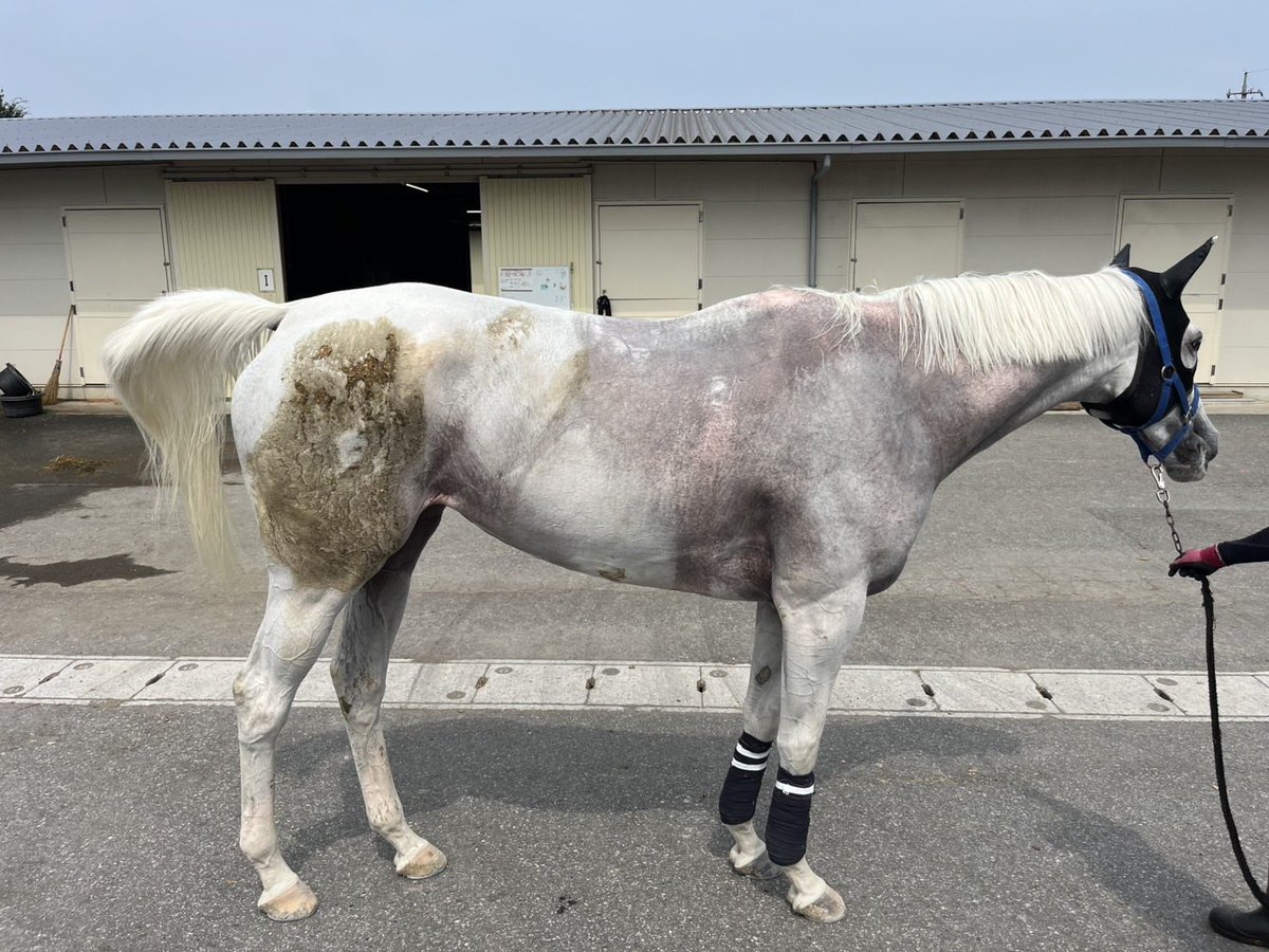 aorakipounam's tweet photo. 🐎馬人の苦労話😥🐴
乗馬だったら大会や乗馬クラブなどでお客様を乗せる前だったり🎠
競走馬だったらレースやパドック
調教撮影など公に皆様の前に出る馬は綺麗な状態で見る事がほとんどだと思いますが、
そこに至るまで実は馬人のきめ細やかな
仕事があってこそなのです‼️😭特に写真の様に白い馬(白毛や芦毛が歳を重ねて白くなったこの写真の子は芦毛です🐴)
なんか自分のう⭕️この上で寝ようものなら目立ってしょうがない💩(白い子はほぼ100%朝厩舎行くと💩付けてます💢)

うちのポウナムも例外ではありませんがこの子は基本綺麗好き⁉️なので💩より泥がお好きな様で・・🥲
皆さんが当たり前に見てるお馬達は馬人によってカッコ良さや可愛さが保たれているのです✨🤩
少し頭の片隅に入れてもらえると馬人は励みになります🙏🫡
特に白い子担当の馬人さんは最大限の
リスペクト対象ですね🙇‍♀️🙇‍♀️
#アオラキファームあるふぁ　#ポウナム
#白毛　#芦毛　#寝転がり大好き
#厩務員の苦労　#寝る好きポウナム