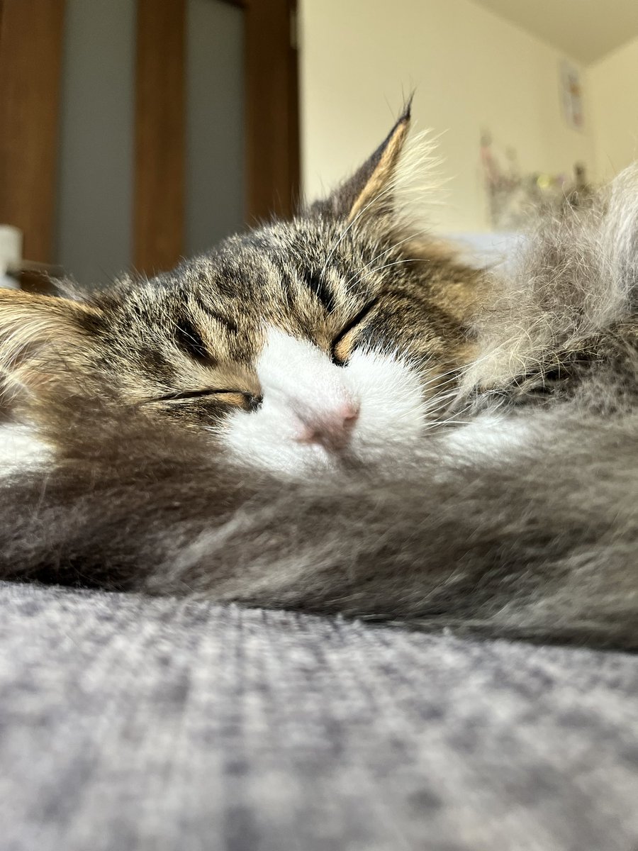 nekomoca tweet picture