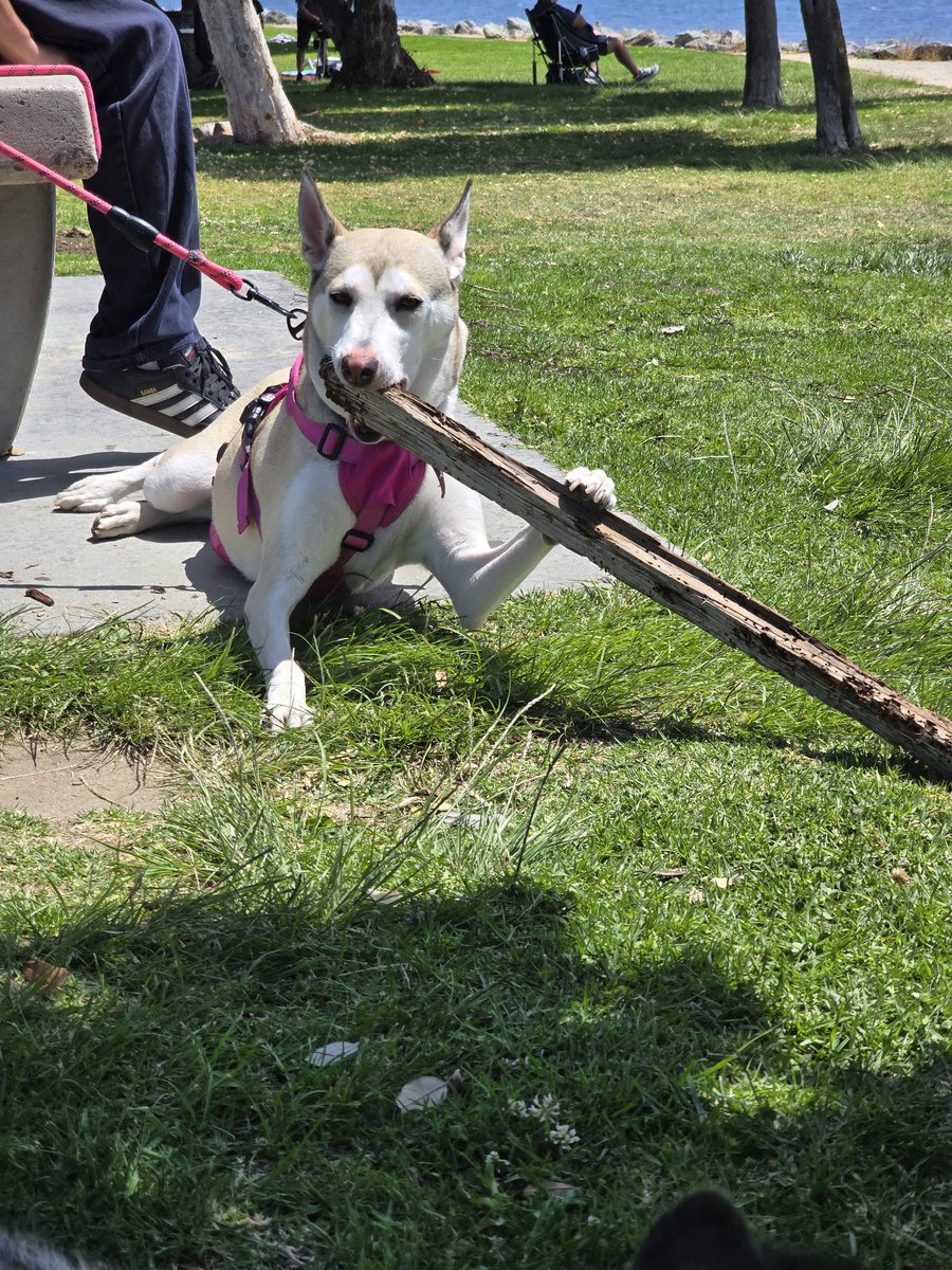 2020Balto's tweet photo. Mi lunita! #baltoytaz #doglover #dogstagram #lovemydog #dogs #dogsofX #famousdogs #DogMoments #girldog #amazingdog #dogsofinstagram #DogsAreFamily #mydog #happydog #parkday #beachtime https://t.co/a15ySjvCnV