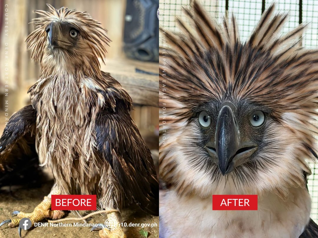 gmanews's tweet photo. RESCUED AND RECOVERING 🦅

The Philippine eagle rescued in Bukidnon is now showing signs of recovery, the Philippine Eagle Foundation (PEF) said on Wednesday.

The eagle, Sawaga-Dalwangan, which was estimated to be a young adult female, was found by a local farmer along the Cabanbangan-Sawaga River in Barangay Dalwangan, Malaybalay City last July 3.

READ: https://t.co/2WDfmQ3tdU