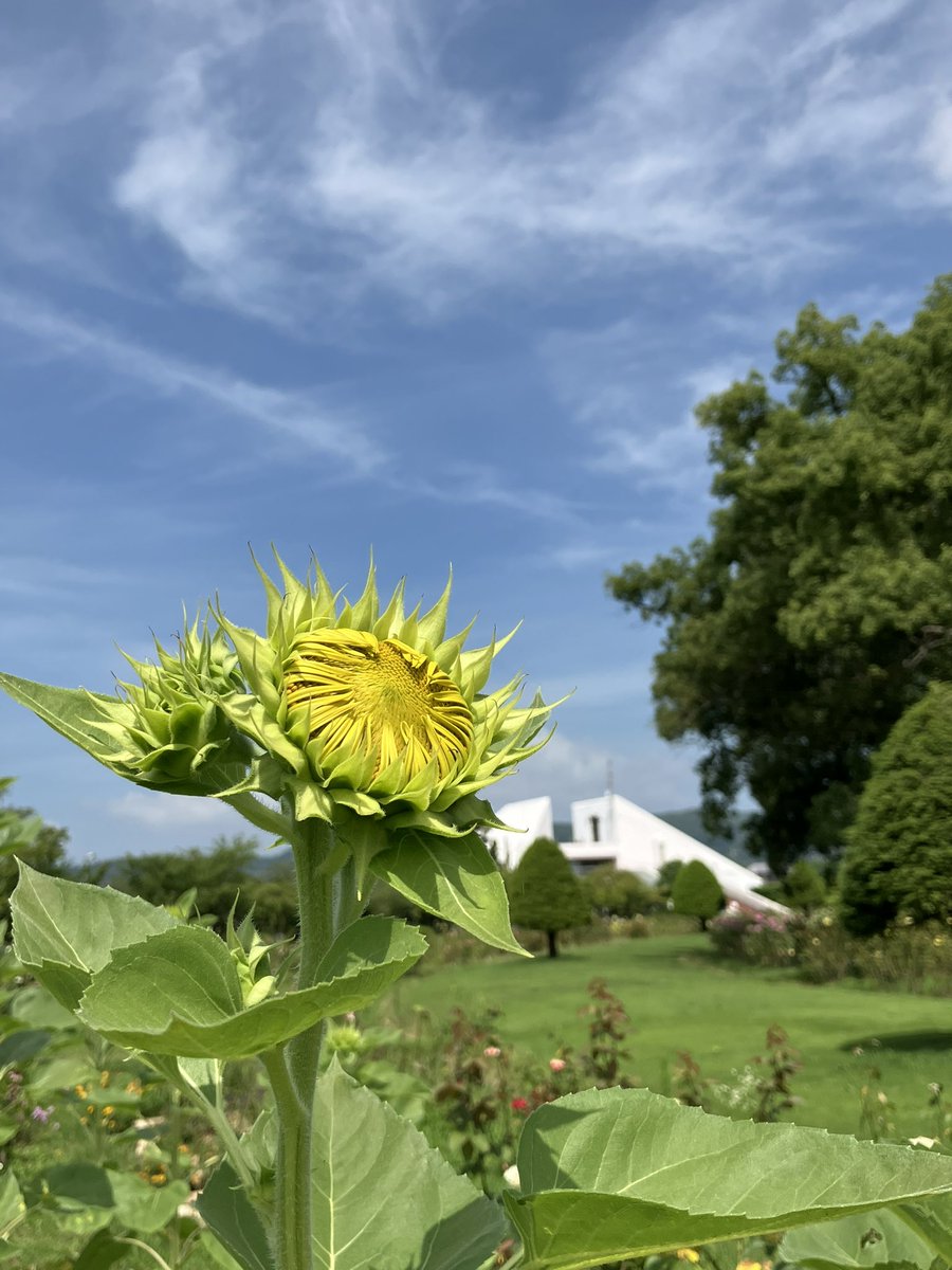 RSKbaraen's tweet photo. RSKバラ園です🌻

1枚目は月曜日に撮影したヒマワリ
2枚目は本日。開花していました！！

また1本だけですが、週末にかけて
次々と咲きそうです🌻

#RSKバラ園 #ヒマワリ https://t.co/OSTF717BR5
