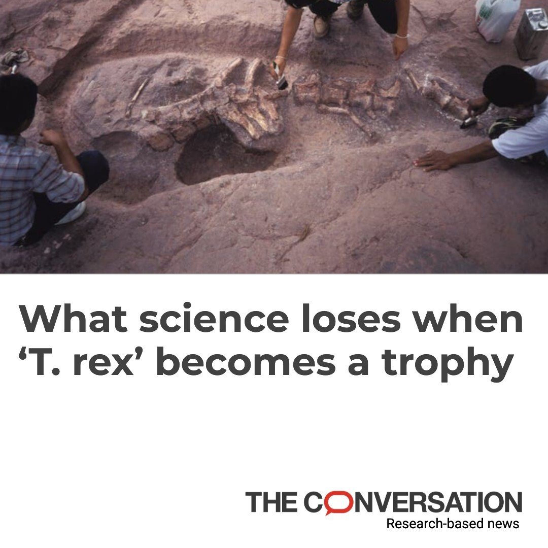 ConversationUS's tweet photo. A T. rex just sold for a record $50.1 million 🦖

To collectors, it's a trophy. 

To scientists, it's an irreplaceable archive of Earth's history that shouldn't disappear from public access into a rich person’s private collection.  https://t.co/RJ8exHtw2C https://t.co/jfZnCNgftu