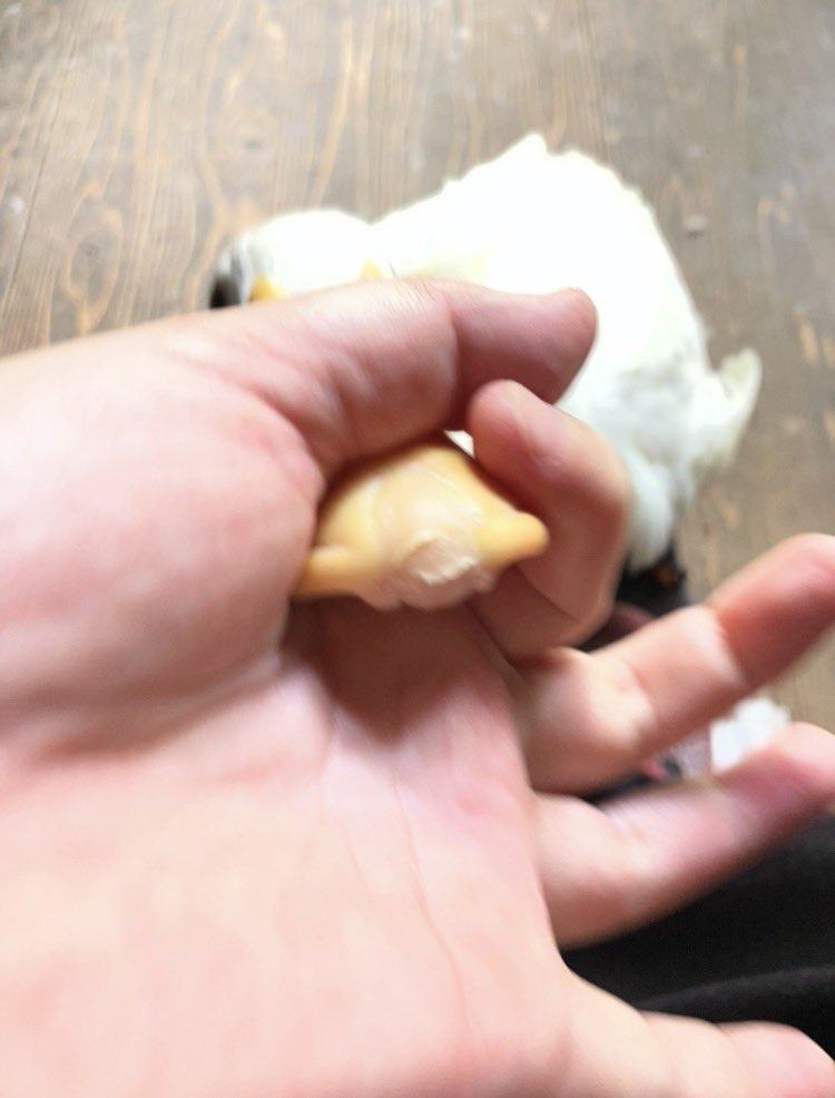 aotoudai's tweet photo. あひるが私の肘の傷をゆるせんらしくて昨日今日としきりにかさぶた未満をひっぺがしては血まみれにするので叱ってる https://t.co/JC7oo5nG5c