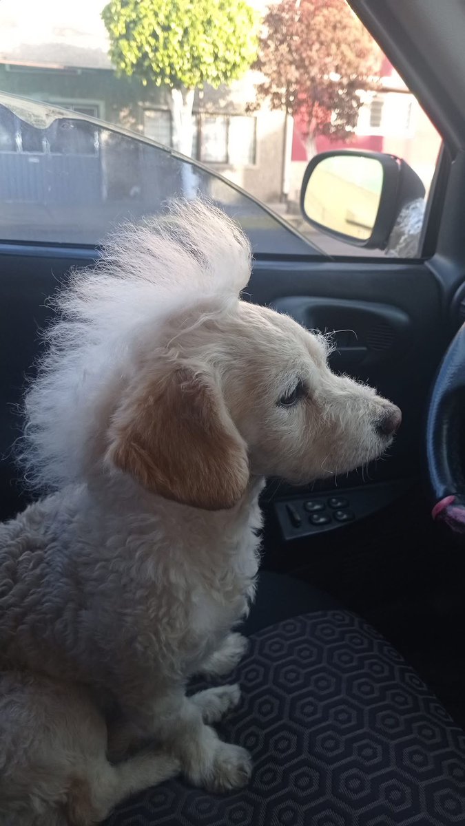 DiloConPerritos's tweet photo. El punk no ha muerto 🤘🏾 https://t.co/ApQH6n6ISo