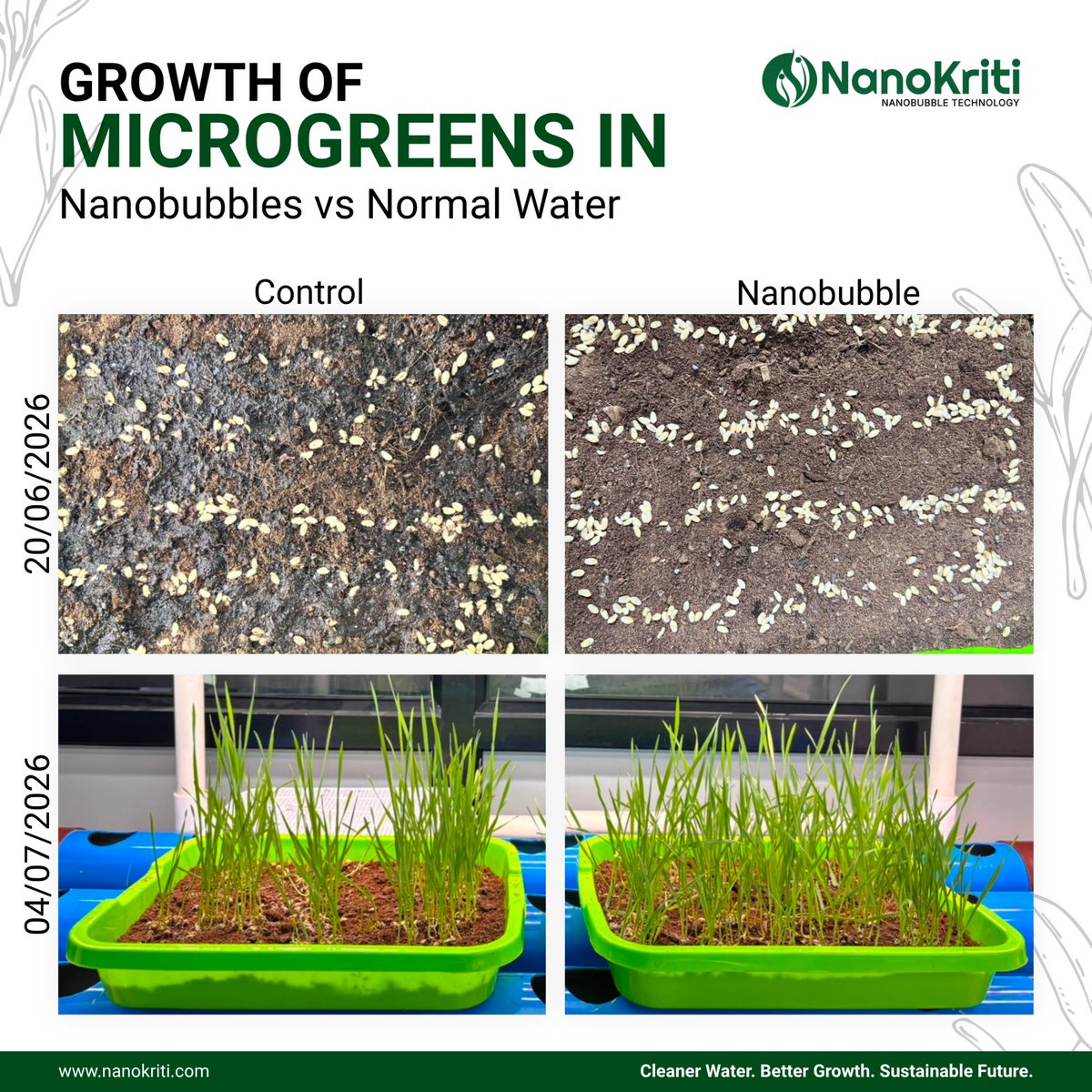 nanokriti's tweet photo. 🌱 Can better water improve plant growth?

Our ongoing Wheat Grass microgreen trial compared a Control with our Nanobubble Solution (NBS) under identical growing conditions. The only difference was the use of NBS.

#NanoKriti #NanobubbleTechnology #Microgreens #AgriTech https://t.co/6qWq2OPPH3