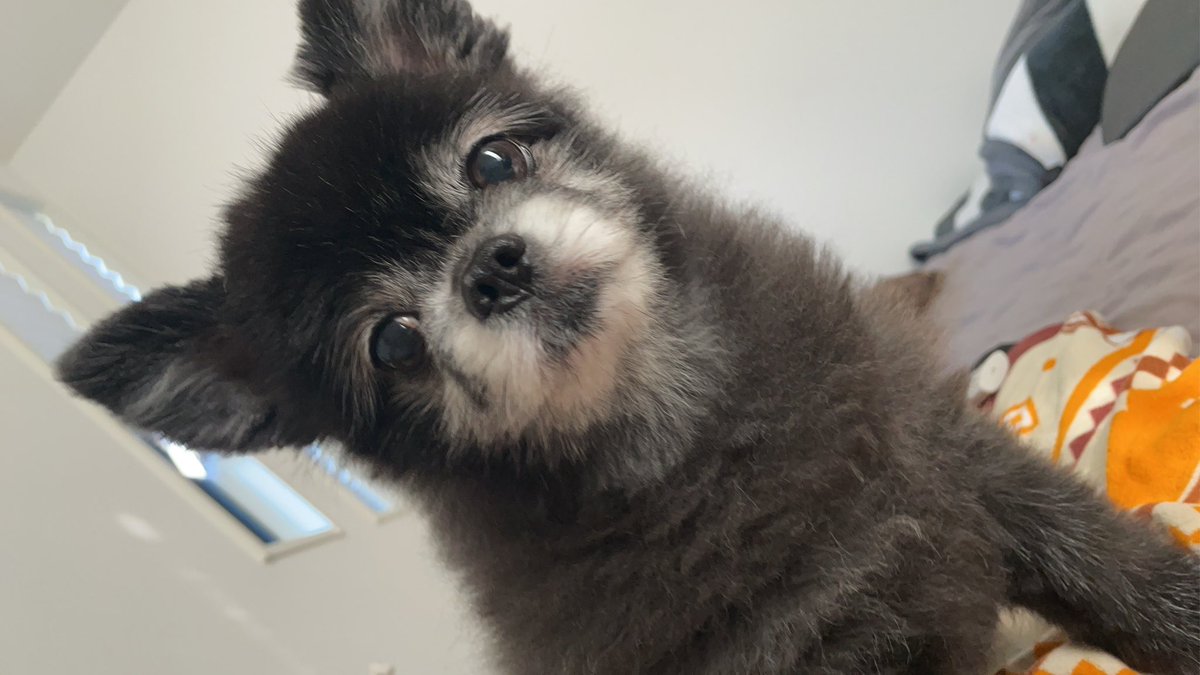 7k7m13's tweet photo. 最近の趣味は、ジモティーで物を再利用してもらうこと😆😆

お金があるなし関係なくいいことしてる気分になるし、物が減って凄くいい✨

今朝のわたん🐶 https://t.co/X3btjOv6xI