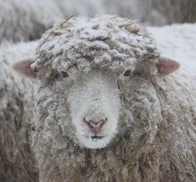 sheepdaily_twt's tweet photo. ⋆⁺₊❅ https://t.co/tMcbK3lCPx