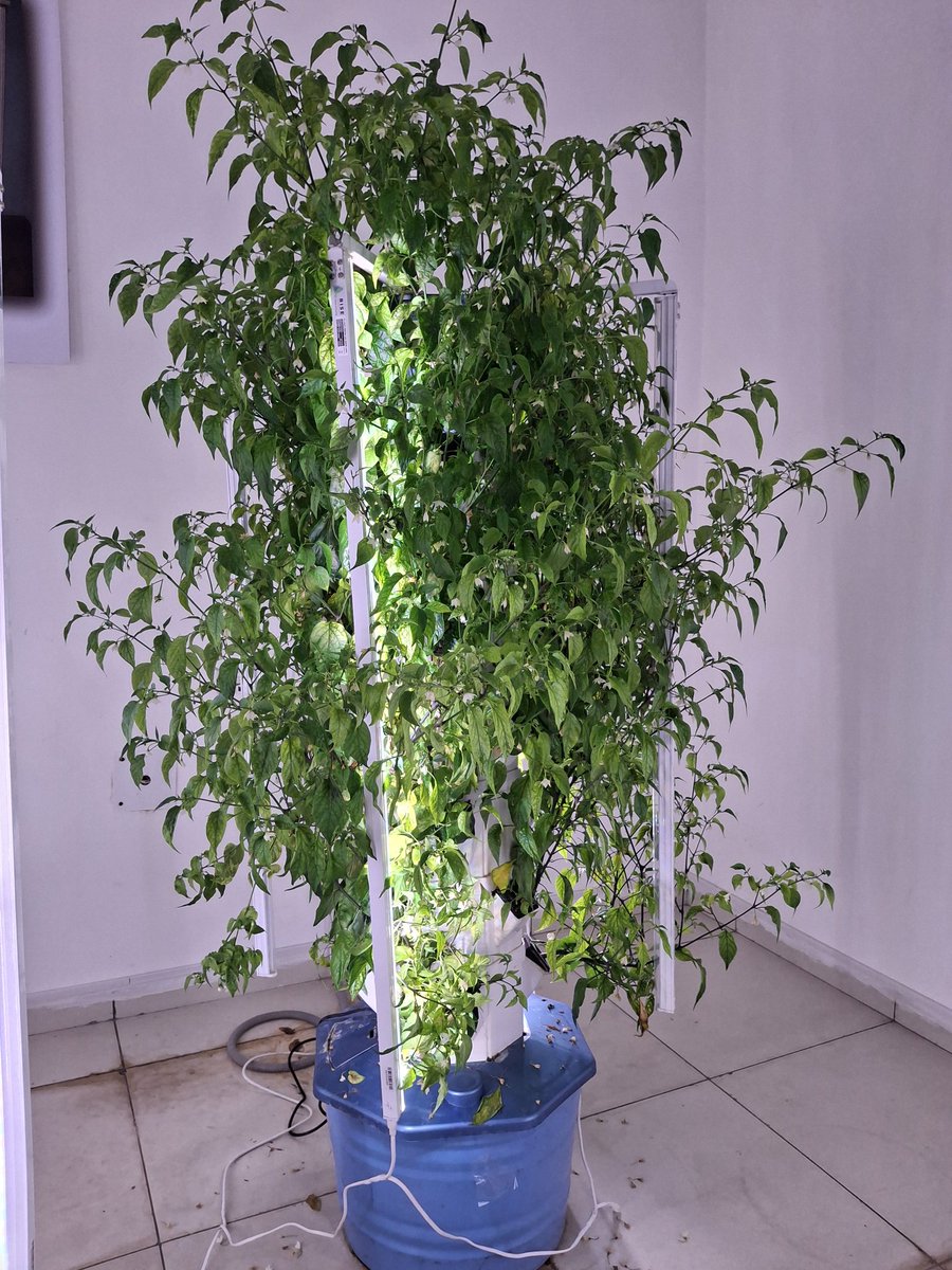 PatelDarsh9699's tweet photo. Imagine replacing 20 m² of conventional chilli cultivation with just 1 m² of vertical growing space ,while maintaining/increasing total production. That's power of controlled environment agriculture.
20 m² =32 plants on soil
1 m² = 32 plants without soil
#aeroponics #chilli https://t.co/AazgNiWrTh