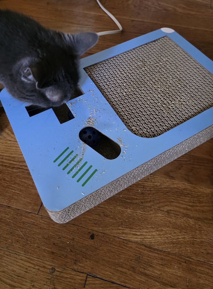 HobocatAttack's tweet photo. Aldi has silly cat scratching boards, Marcus is inspecting the goods https://t.co/xduiWUot7q