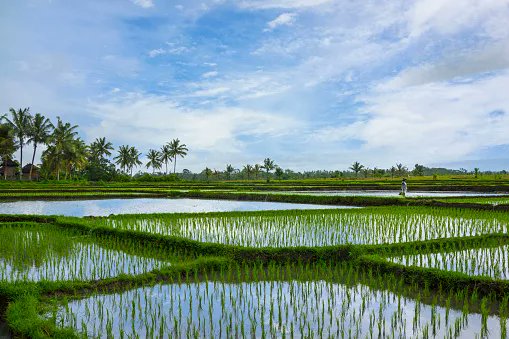 SamaHoole's tweet photo. Your risotto is made of methane.

Rice is grown by flooding a field, and the flooding is not incidental, it is the entire method. Standing water keeps oxygen out of the soil. With no oxygen, a particular set of microbes takes over the mud and starts breaking down organic matter without it, and the waste product of that process is methane, which bubbles up through the water and out through the plant's own stem.

Those microbes are archaea. They are the same organisms, doing the same chemistry, as the ones in the cow's rumen.

There is no difference in the gas. There is no difference in the mechanism. A paddy field is a rumen with the lid off, and it works because a farmer deliberately drowned the ground to make it happen.

Rice is somewhere around 8 to 12 per cent of all human methane emissions, depending on whose inventory you read. It is the third biggest agricultural source after cattle, and it is bigger than the entire global sheep and goat population put together.

Nobody has ever been asked to give up rice on a Monday. There is no Rice Free January. No documentary. No supermarket pledge. No fourteen-year-old at the dinner table explaining to her grandfather that his paella is killing the planet.

Because rice is a plant, and plants have been granted permanent moral clearance, and the archaea did not get the memo.