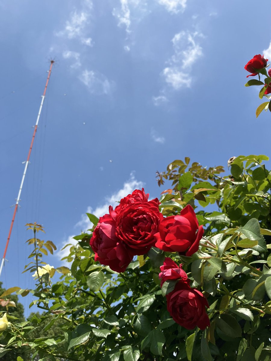 RSKbaraen's tweet photo. RSKバラ園では、
夏バラをお楽しみいただけます🌹

季節の庭でラベンダーの花を咲かせているのは「アークティックブルー」
北極の青という名前の通り、
涼やかな色合い

赤いつるバラは「フロレンティーナ」
夏空の下、たくさんの花を咲かせています

#RSKバラ園 https://t.co/pGiqn38IlD