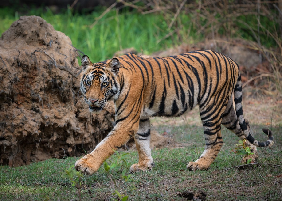 mrdeepaksahu's tweet photo. The handsome Hunk!
Royal Bengal Tiger , Bandhavgarh 
June 2026
#tiger #tigers #tigersofindia
#nikon #wildlife 
@NikonIndia @NatGeoIndia @MPTourism @BandhavgarhTig2 https://t.co/SsR8K13X3l