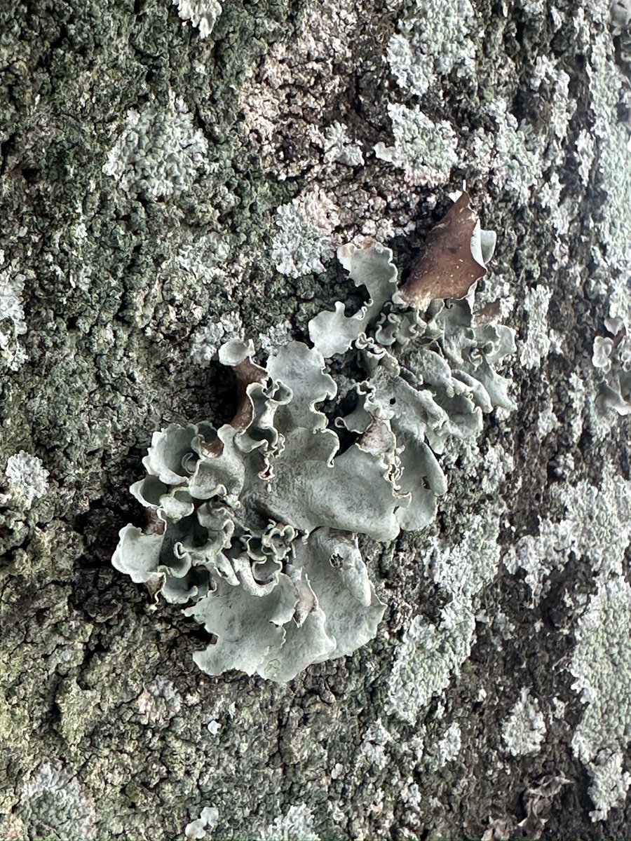 kou1_ca's tweet photo. 桜カルパシが育っていたので採取
正確にはウメノキゴケ
近所の50年越えの桜の木にいっぱい生えていた https://t.co/lI2Yg8l9mh