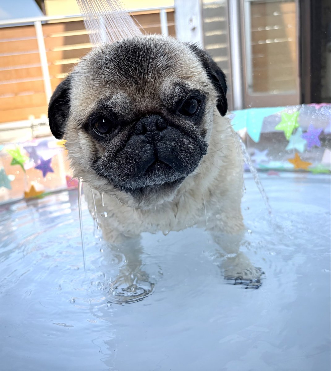 パグ走りおパグさん:ブラックver.(RUN PUG RUN) ぼく朝シャン派🚿🐶 #パグ #pug