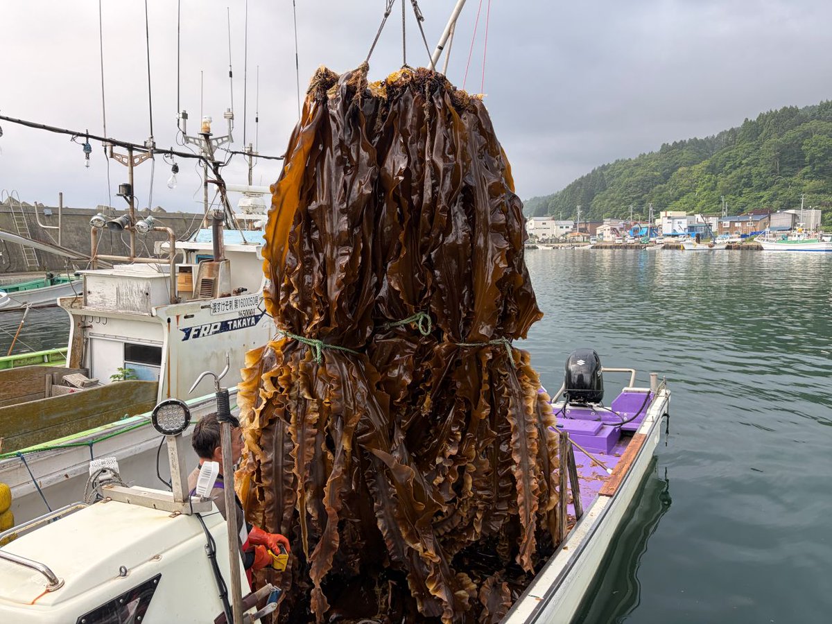 dodenkyo's tweet photo. #北海道 #函館 #南茅部 #真昆布 #おすすめ食材 #ネット通販 
2026夏・函館南茅部の養殖真昆布収穫・水揚げは規格が最終形態の「本採り」になりました。
当組合ブログ更新しました⇒https://t.co/pfyJR32cIa https://t.co/Dm55plNfph