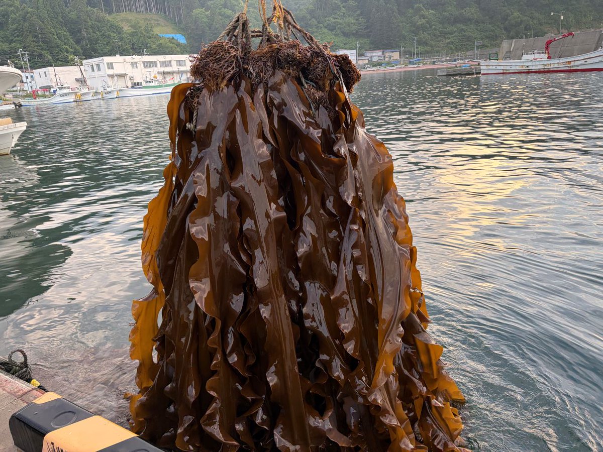 dodenkyo's tweet photo. #北海道 #函館 #南茅部 #真昆布 #おすすめ食材 #ネット通販 
2026夏・函館南茅部の養殖真昆布収穫・水揚げは規格が最終形態の「本採り」になりました。
当組合ブログ更新しました⇒https://t.co/pfyJR32cIa https://t.co/Dm55plNfph