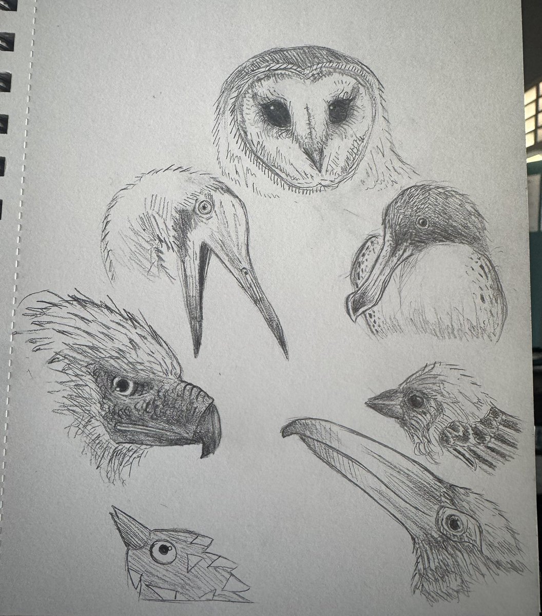 SafsLeKirb's tweet photo. doodled some birds https://t.co/DfezTCAstI