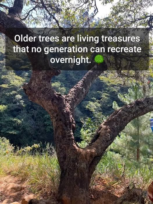 UKSharma3344's tweet photo. Don't cut trees just to develop something, because .. https://t.co/YEVm0BKiYs