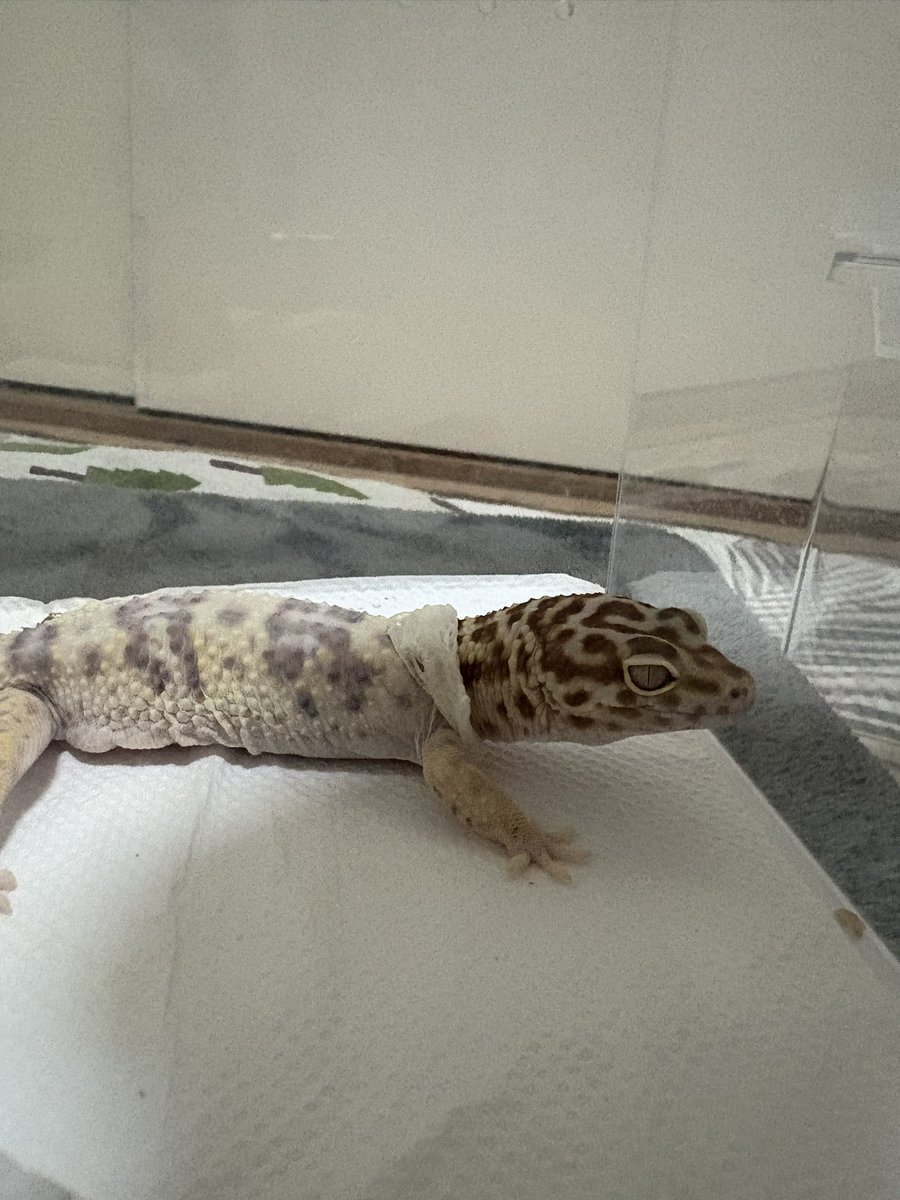 repreprep1055's tweet photo. 脱ぎ途中だった💦
ごめんよ〜🥺

ピノくんです🦎 https://t.co/6dajiKtYv8