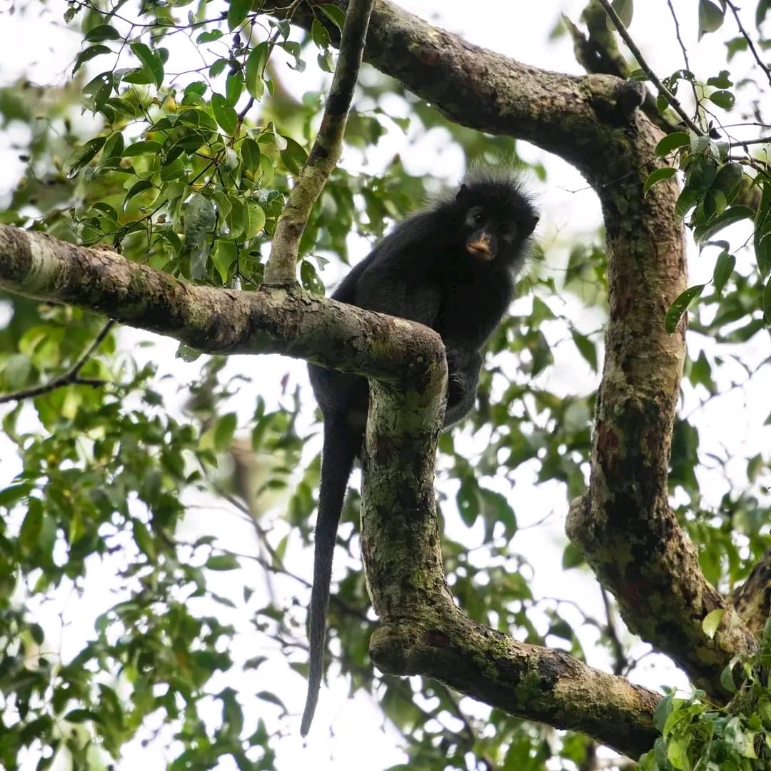 IccnRdc's tweet photo. Nouvelle espèce de singe officiellement découverte dans le Parc de la Lomami (#RDC) : le Likweli (Colobus congoensis) !

Une merveille qui n'existe nulle part ailleurs. Une victoire pour la science et pour la conservation menée par l'#ICCN ! https://t.co/DaQ4G4MZkF