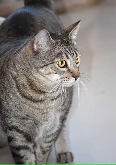 sachikoko's tweet photo. 🙏🏾PLEASE SHARE
💖Sweet, Confident 5YO Brown #Tabby Kitty "ROBIN"💖
📢Needs A Loving🏡#FureverHome🏡
▶https://t.co/5Rc5JccTdv
🙏🏽#Adopt #AdoptDontShop #AdoptMe
#Acampo, #CA #Lodi #SanJoaquinCounty
✅Cats✅Kids @AdoptRescueCats
#ForgottenSoulsHour #US #Cats https://t.co/8oDUkJ0ybb