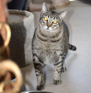 sachikoko's tweet photo. 🙏🏾PLEASE SHARE
💖Sweet, Confident 5YO Brown #Tabby Kitty "ROBIN"💖
📢Needs A Loving🏡#FureverHome🏡
▶https://t.co/5Rc5JccTdv
🙏🏽#Adopt #AdoptDontShop #AdoptMe
#Acampo, #CA #Lodi #SanJoaquinCounty
✅Cats✅Kids @AdoptRescueCats
#ForgottenSoulsHour #US #Cats https://t.co/8oDUkJ0ybb