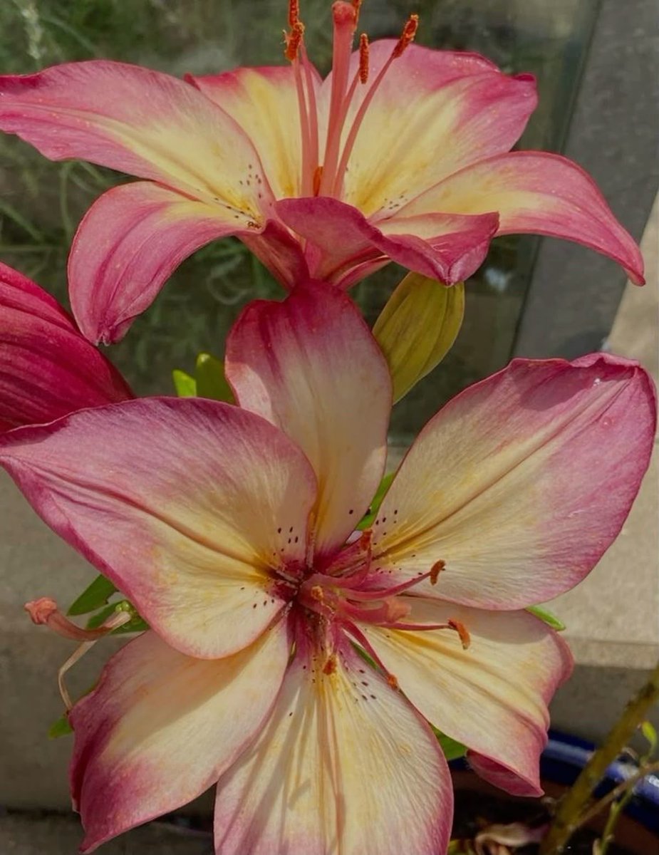 cutecorestar's tweet photo. Lilies https://t.co/uZEAMA3Xj1