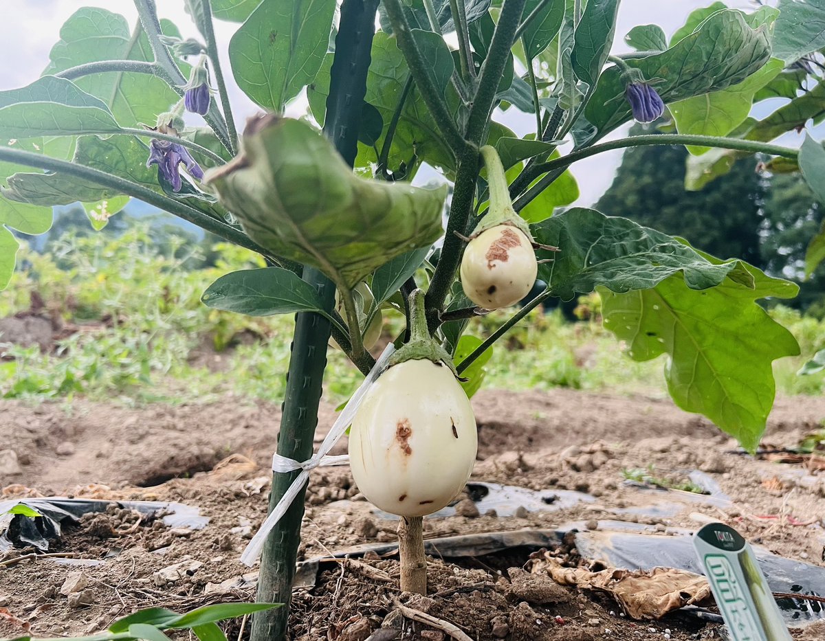 mamushired's tweet photo. 僕が大好きな白ナスがやっと育ってきた🤍🍆
今日は少しだけ夕立ち☔️が来たけど全然雨量が足りない…
土に水が染みないと今時期は毎日水やりが大変なんですよ。
それだけ野菜も愛情を持って育てていると愛着がわくものです。 https://t.co/UVSnsROSvP