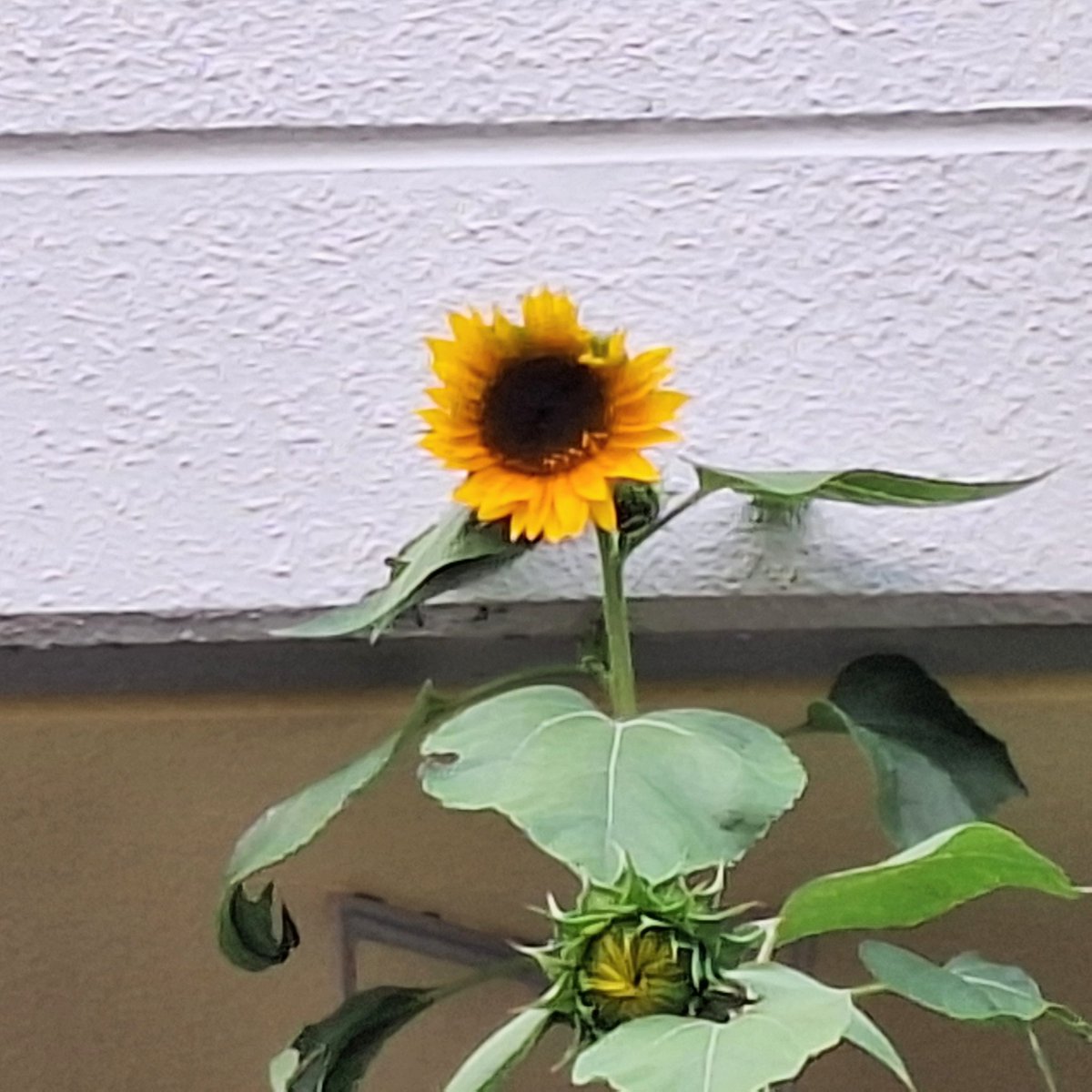 るみページ 帰宅する時に 我が家のベランダ前を通るんだけど…今朝は花びら3枚分