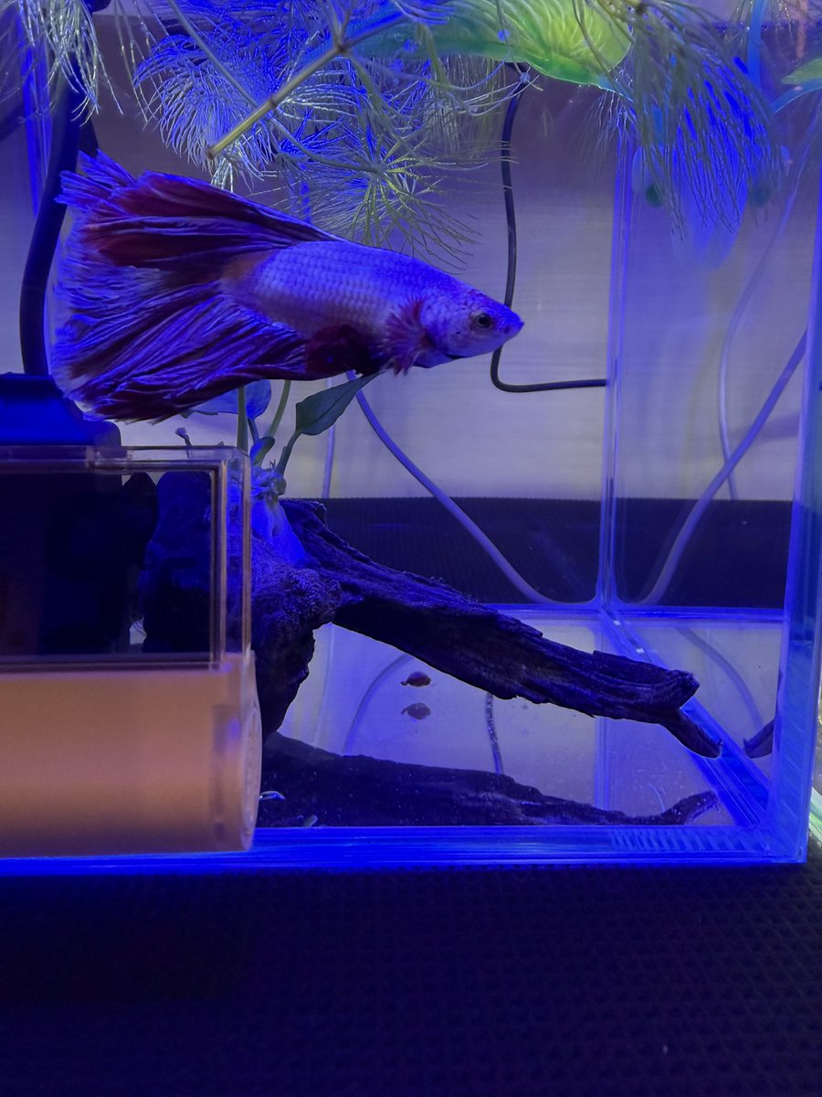 jamnyfish's tweet photo. ハーフムーンベタ

お姫様なのにバカでかいウンチする https://t.co/BQhBqUd5M5