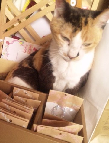 みけねこ
