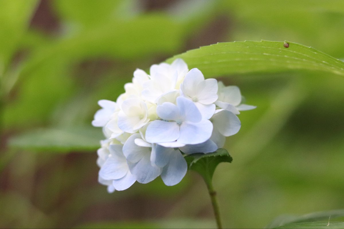 netoko_ tweet picture