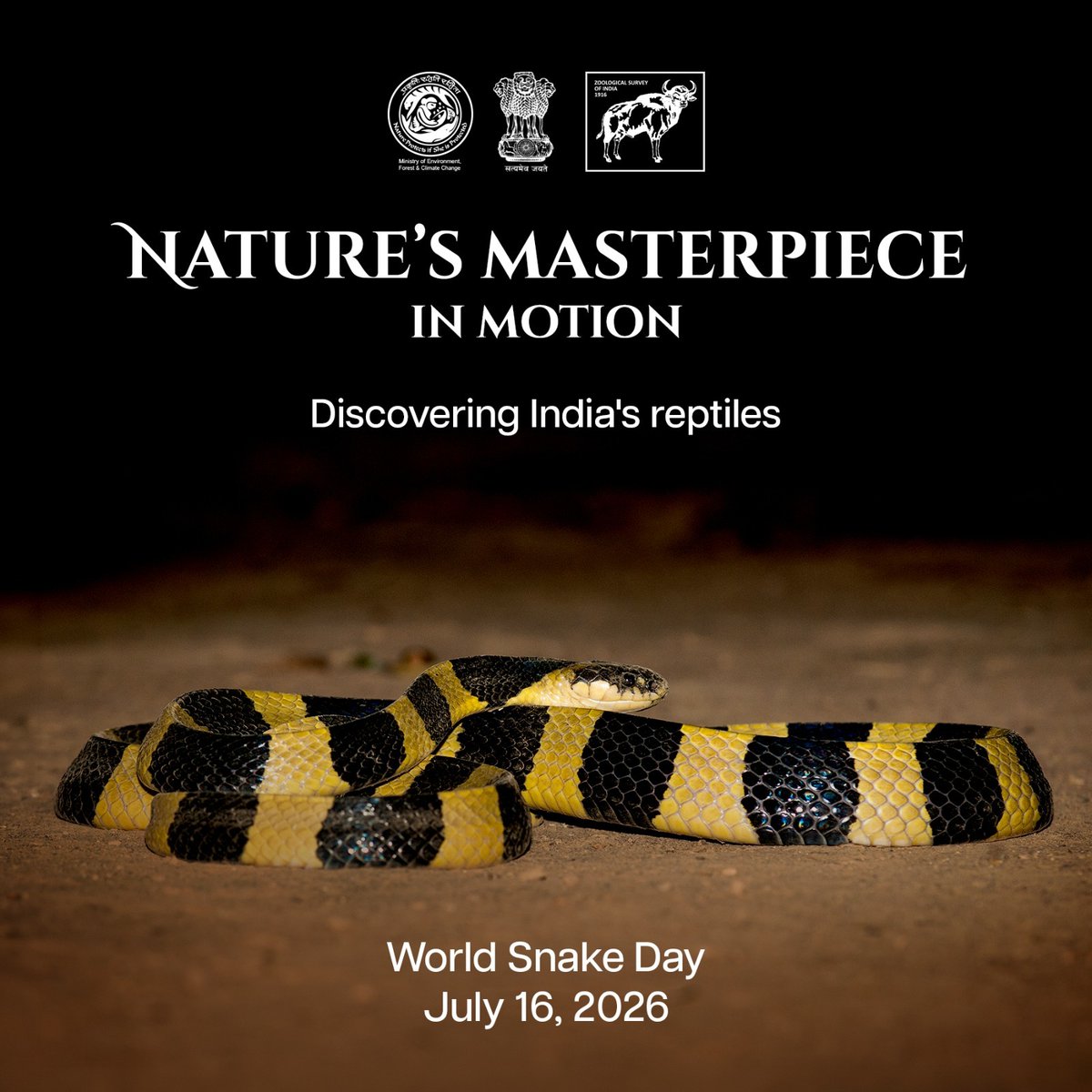 ZoologicalI's tweet photo. Snakes are vital for India's food security, keeping agricultural pests in check naturally. This #WorldSnakeDay, #ZSI urges a shift from fear to understanding. Let's protect the silent links that keep our ecosystems balanced! #EcosystemServices #WildlifeConservation #Coexist https://t.co/4o7RtBCvFi
