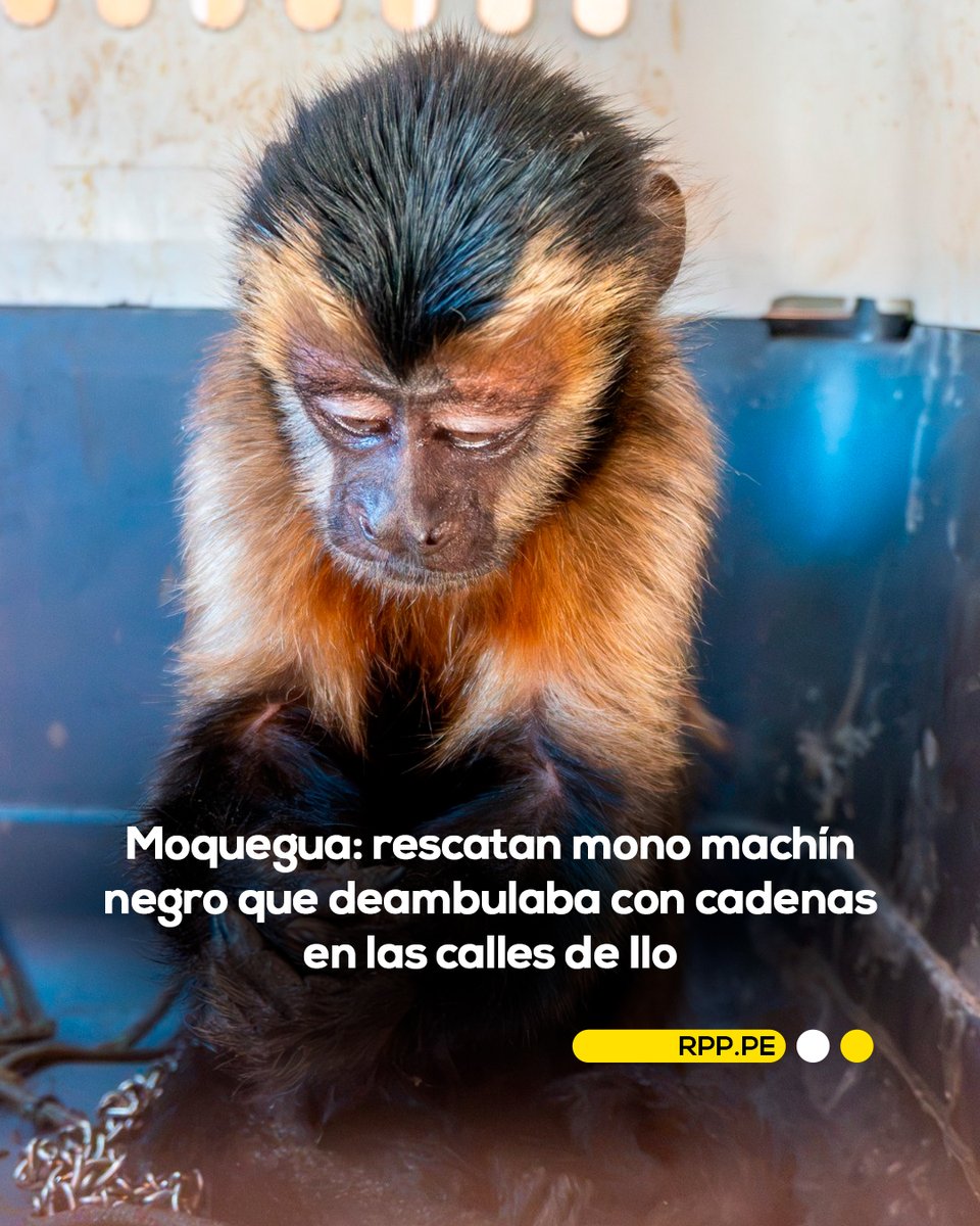 RPPNoticias's tweet photo. 🐵💔 Un mono machín negro fue rescatado luego de ser encontrado deambulando con cadenas en el asentamiento humano Siglo XXI, en la provincia de Ilo.

Según las primeras indagaciones, el animal habría escapado de una vivienda donde era mantenido ilegalmente como mascota, ya que fue hallado enredado en un árbol con una cadena sujetada al cuerpo.

Durante la evaluación veterinaria, especialistas detectaron que el ejemplar presentaba desnutrición crónica, pérdida de masa muscular, anemia, alteraciones hepáticas y lesiones en la piel provocadas por las cadenas. Actualmente permanece en cuarentena para recibir tratamiento, aunque su estado de salud es delicado y su pronóstico es reservado.

📸: Serfor

📲 Más información en https://t.co/2fG5AOY3HH