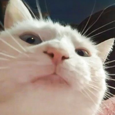 0xmudareez's tweet photo. I'm coming for everything they said I couldn't have.

$Vcat 

GQ8GWZkQ7SE9fNLZaQsiP5kvPbjrMiRmmgMUis7fwjb8 https://t.co/rY0CKFsdbx