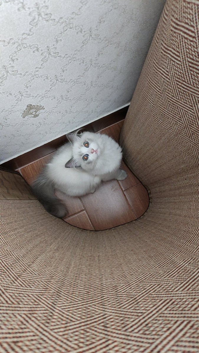 gouhe100's tweet photo. 笨猫，被我囚禁起来了吧😉 https://t.co/amYlVn8Mze