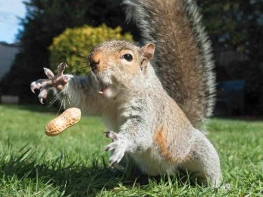 Imjustasquirel's tweet photo. Nuts
Pea https://t.co/yY5N4aIW6g