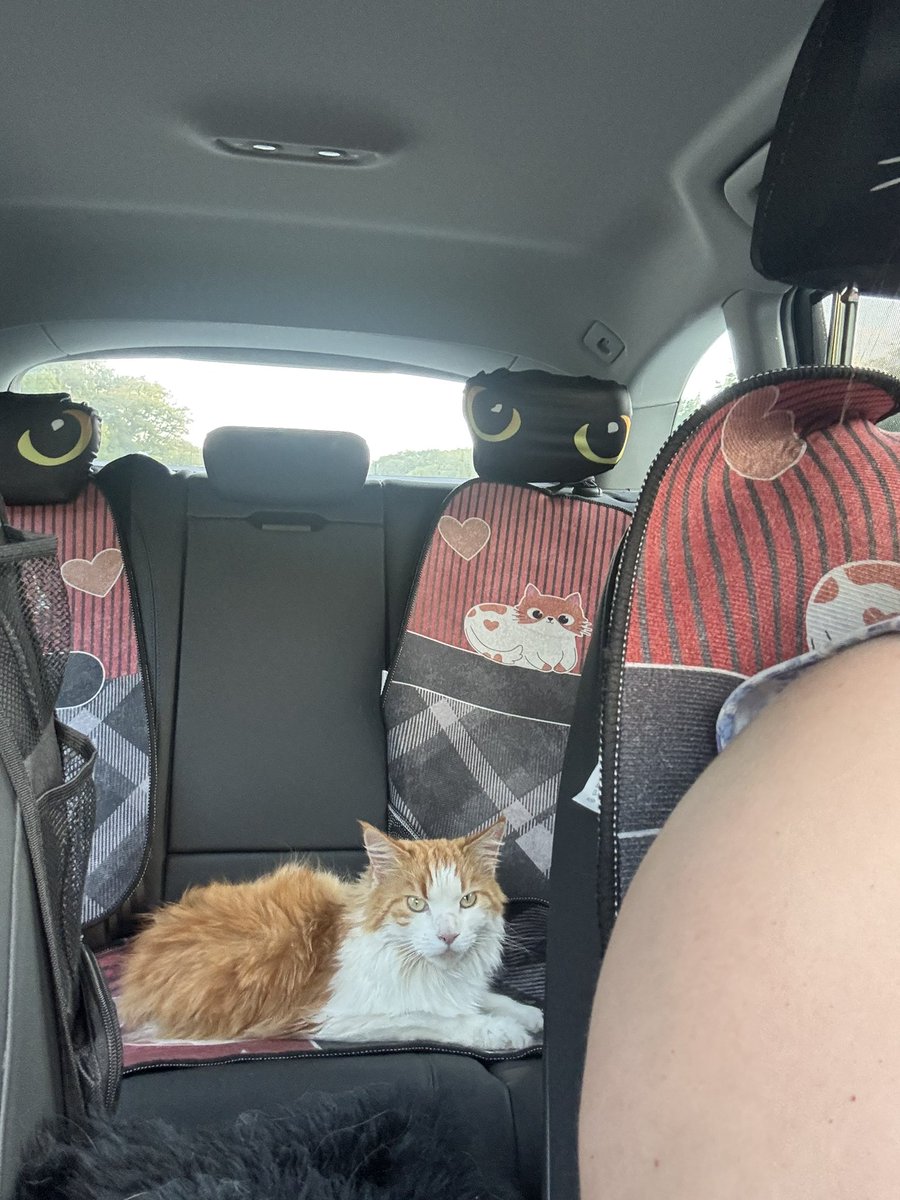 diekatzlei's tweet photo. Autofahren? Kein Problem.

Aber solche Freiheiten gibt es trotz vorbildlichem Verhalten nur auf Kurzstrecken. https://t.co/t3SdiGDTrp