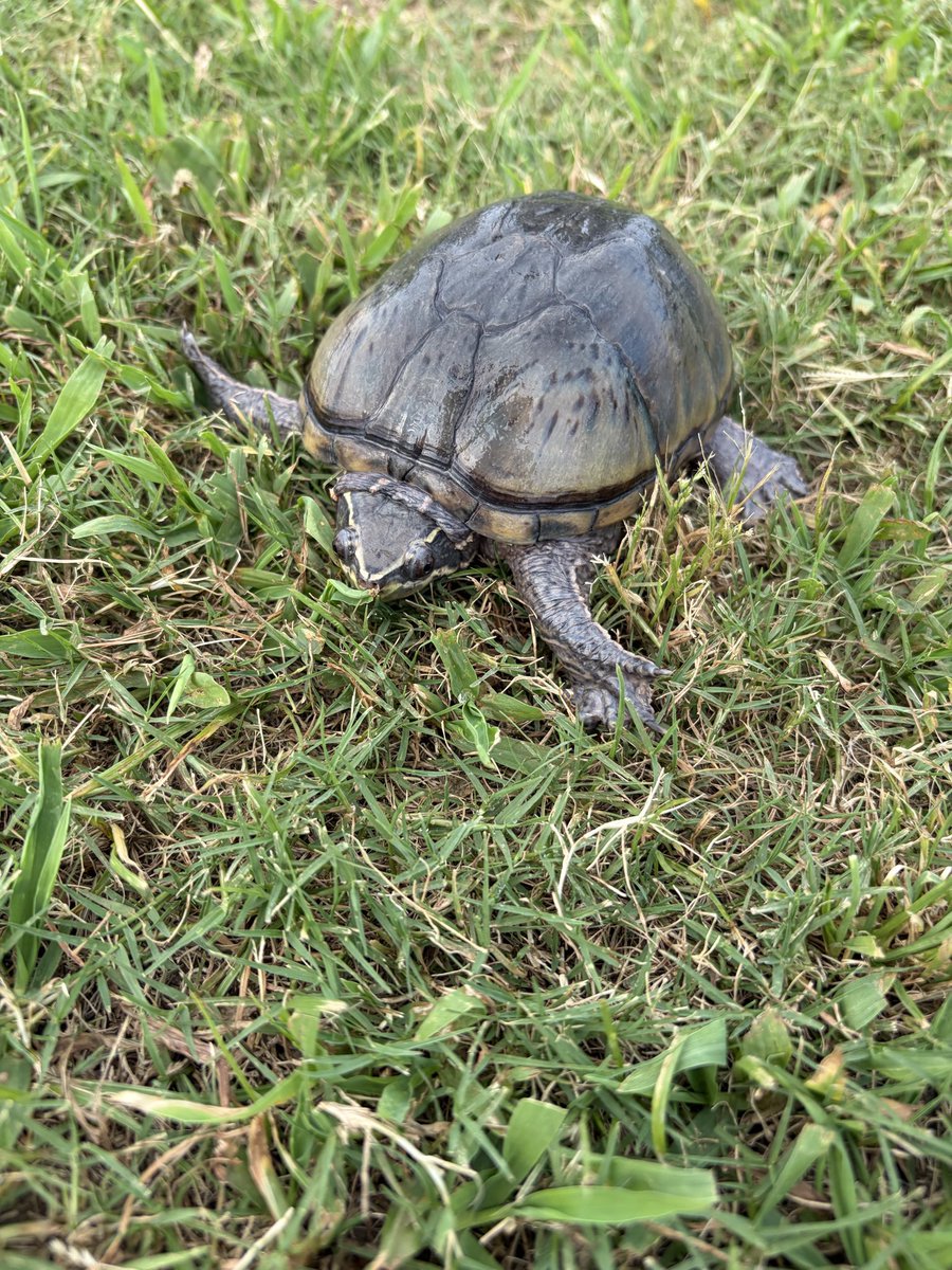 unyanFX's tweet photo. お散歩にどうしても連れて行けと騒ぐので熱中症リスクを省みず公園に勇んで参戦🐢 https://t.co/UViAF662El
