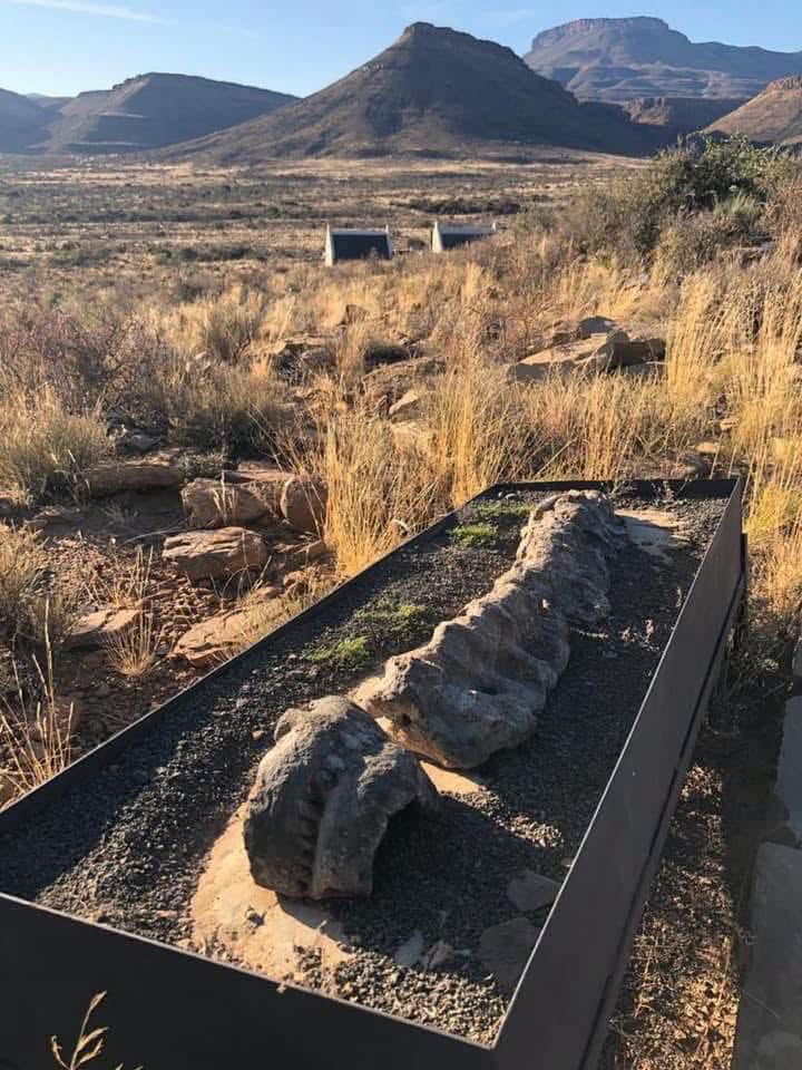 SANParks Karoo tweet media