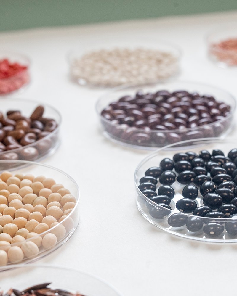 neiker_BRTA's tweet photo. ❓¿Sabías que el 75% de las variedades vegetales cultivadas en el último siglo han desaparecido?

🍏Para proteger la biodiversidad agrícola y garantizar los #alimentos en el futuro, mantenemos un banco de #germoplasma

🔗 https://t.co/ZgZkMwbvxM https://t.co/6P0LjACF6r